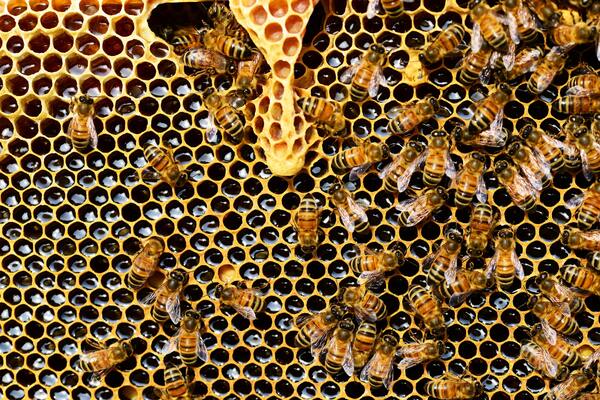 Cover photo for Beeing sustainable: Honey as a bioindicator for pollution