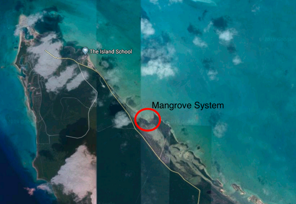 Cover photo for Observing how the distance from the mouth of a Bahamian mangrove affects biodiversity