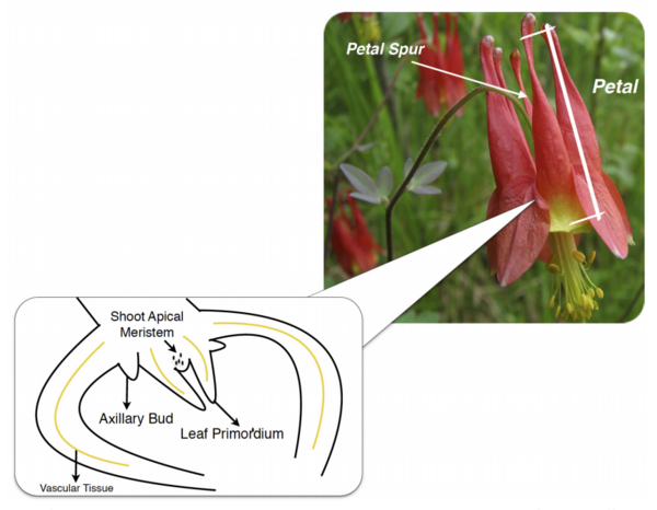 Cover photo for Investigating KNOX Gene Expression in Aquilegia Petal Spur Development