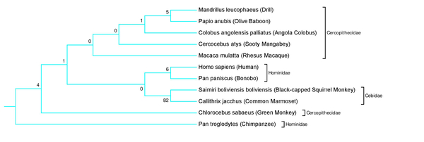 Evolution of Neuroplastin-65