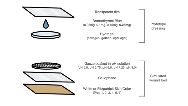 Cover photo for Development of a pH-sensing hydrogel wound dressing for early infection monitoring for all skin color types