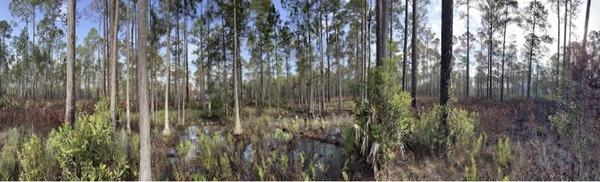 Short-term effects of prescribed fires on riparian arthropods around wetlands in north central Florida