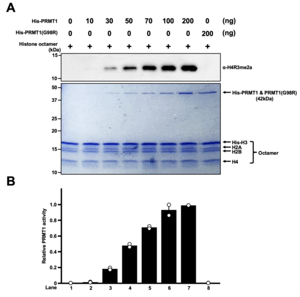 Cover photo for Leaky expression of PRMT1 in <i>Escherichia coli</i> and redox regulation of its histone methyltransferase activity