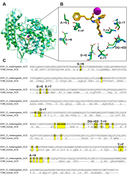 Cover photo for <i>Drosophila</i> proteins as human surrogates for early drug discovery: Findings from detailed structural analysis