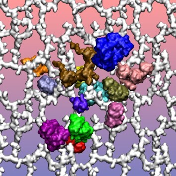 Molecular Dynamics Simulations of Periplasmic Proteins Interacting With the Peptidoglycan Layer of <i>Escherichia coli</i>