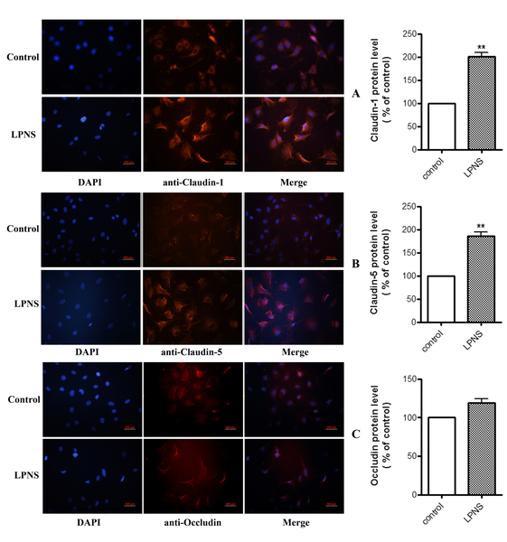 The Protective Effects of <i>Panax notoginseng</i> Saponin on the Blood-Brain Barrier via the Nrf2/ARE Pathway in bEnd3 Cells