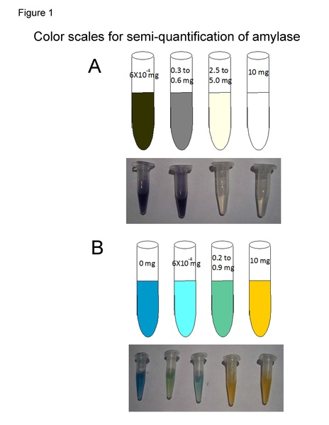 The Effects of L-glutamate, L-glutamine, and L-aspartic Acid on the Amylase Production of <i>E. coli</i> Transformed With pAmylase