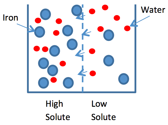 The Effect of Different Concentrations of Iron on the Growth of <em>Egeria (Elodea) Densa</em>