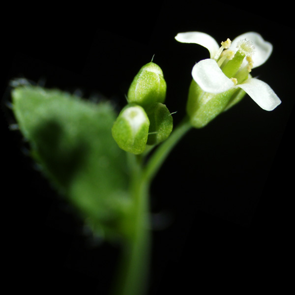 The Impacts of Varying Types of Light on the Growth of Five <em>Arabidopsis</em> Varieties