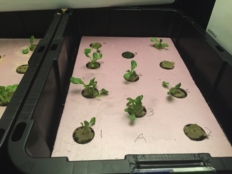 A Scientific Investigation of Alternative Growing Methods to Cultivate Lactuca sativa 