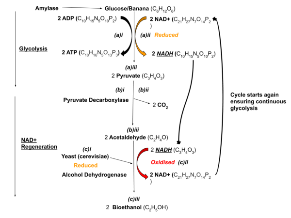 Banana-based Biofuels for Combating Climate Change: How the Composition of Enzyme Catalyzed Solutions Affects Biofuel Yield