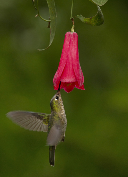 Pollination Patterns by Green-Backed Firecrown Hummingbirds