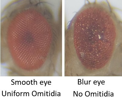 Comparing the Effects of Different Natural Products on Reducing Tumor Growth in a <i>Drosophila</i> Model