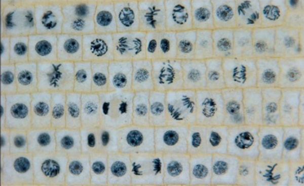 The Non-Thermal Effect of UV-B Irradiation on Onion Growth