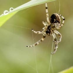 Spider Density Shows Weak Relationship with Vegetation Density