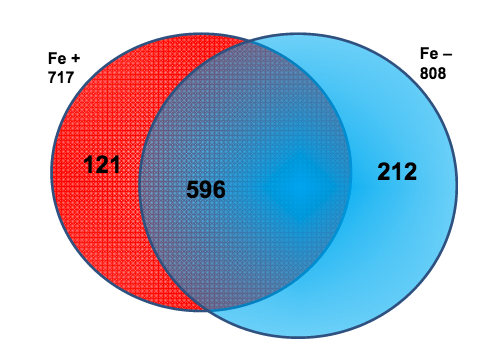 Phytoplankton Plastid Proteomics: Cracking Open Diatoms to Understand Plastid Biochemistry Under Iron Limitation