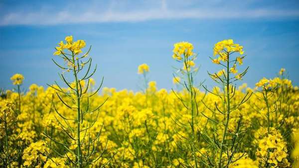 The Effects of Various Plastic Pollutants on the Growth of the Wisconsin Fast Plant