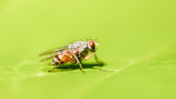 Effects of Wi-Fi EMF on <em>Drosophila melanogaster</em>