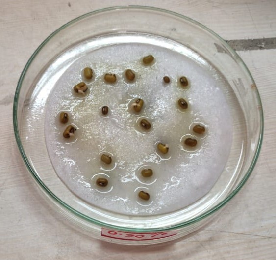 Combined Progestin-Estrogenic Contraceptive Pills May Promote Growth in Crop-Plants