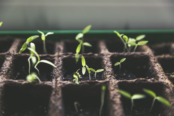 Effect Of SMC On The Growth Of Bean, Cherry Tomato And Roma Tomato Plant