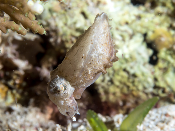 <em>Sepia bandensis</em> ink inhibits polymerase chain reactions