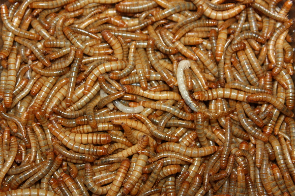 Cover photo for Two Wrongs Could Make a Right: Food Waste Compost Accelerated Polystyrene Consumption of <em>Tenebrio molitor</em>