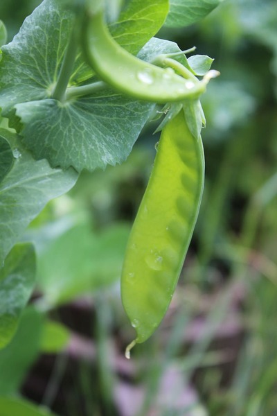 The external presence of running water influences the root growth of pea plants (Phaselous vulgaris)