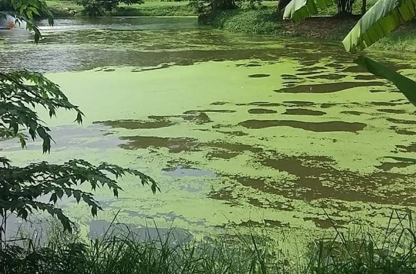 The effect of floating plant on water purification: Comparison of the water purification capability of Water Hyacinth, Duckweed, and Azolla