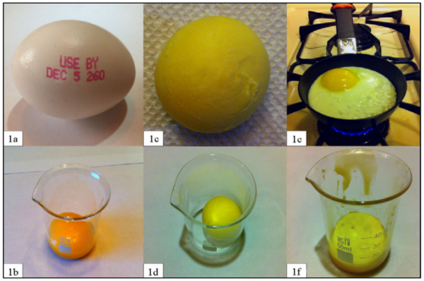 The Effect of Cooking Method on the Amount of Fat in an Egg