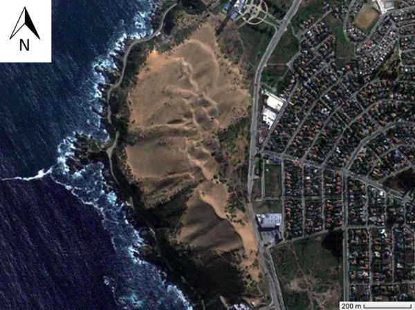 Dune flora can emerge from seed islands (Concon, Chile)