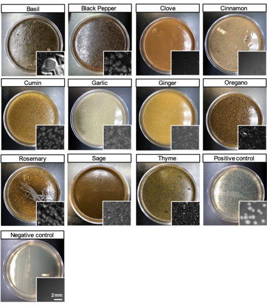 Characterization of antibacterial properties of common spices