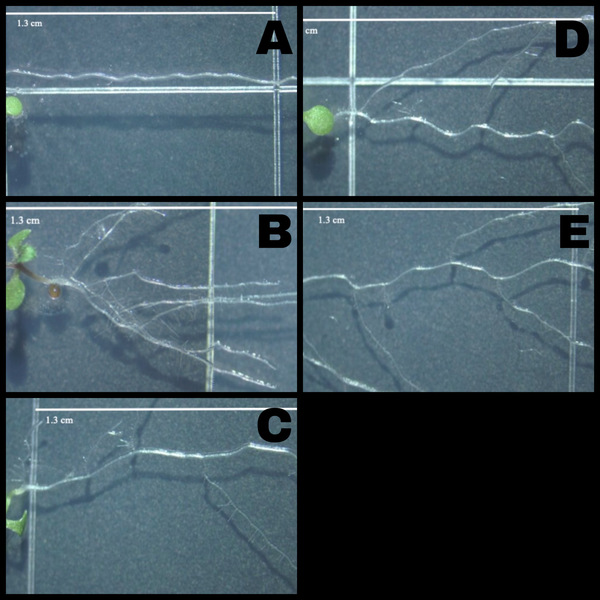 The effects of early probiotic supplementation on the germination of <em>Arabidopsis thaliana</em>