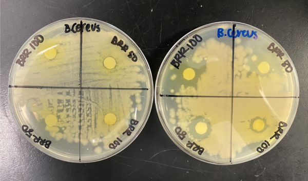 Strain-specific and photochemically-activated antimicrobial activity of berberine and two analogs