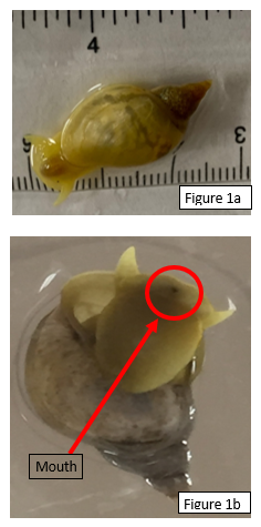 Can Green Tea Alleviate the Effects of Stress Related to Learning and Long-Term Memory in the Great Pond Snail (<em>Lymnaea stagnalis</em>)?
