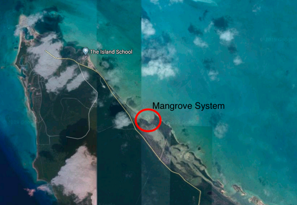 Observing how the distance from the mouth of a Bahamian mangrove affects biodiversity