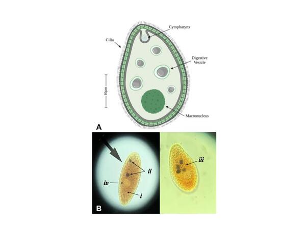 Low environmental pH inhibits phagosome formation and motility of <em>Tetrahymena pyriformis</em>