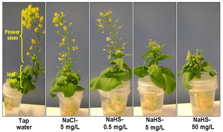 Hydrogen Sulfide Inhibits Flowering but Hastens New Leaf Growth in Bok Choy (Chinese Cabbage)