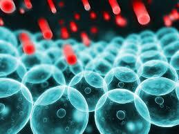 The Protective Antioxidant Effects of Sulforaphane on Germinating Radish Seeds Treated with Hydrogen Peroxide