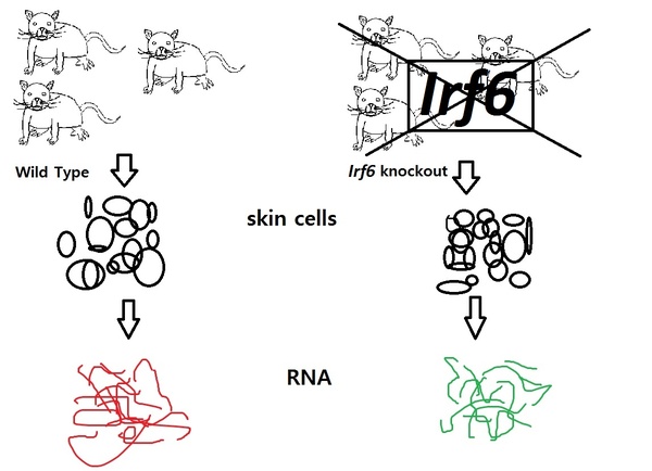 Activated NF-κB Pathway in an Irf6-Deficient Mouse Model for Van der Woude Syndrome