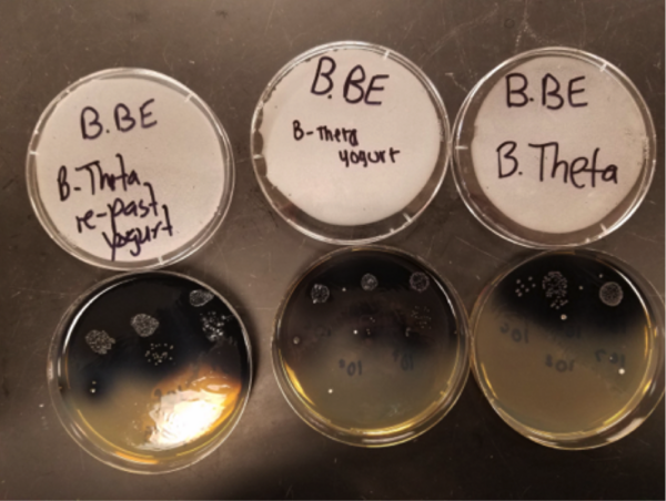 <i>Bacteroides thetaiotaomicron</i> Growth Numbers Are Unchanged in the Presence of Yogurt