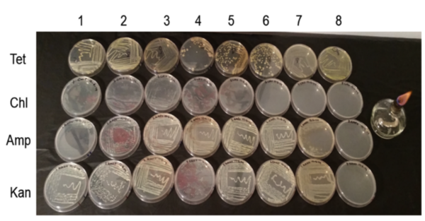 The Emergence of Tetracycline Resistance in Rumen Bacteria