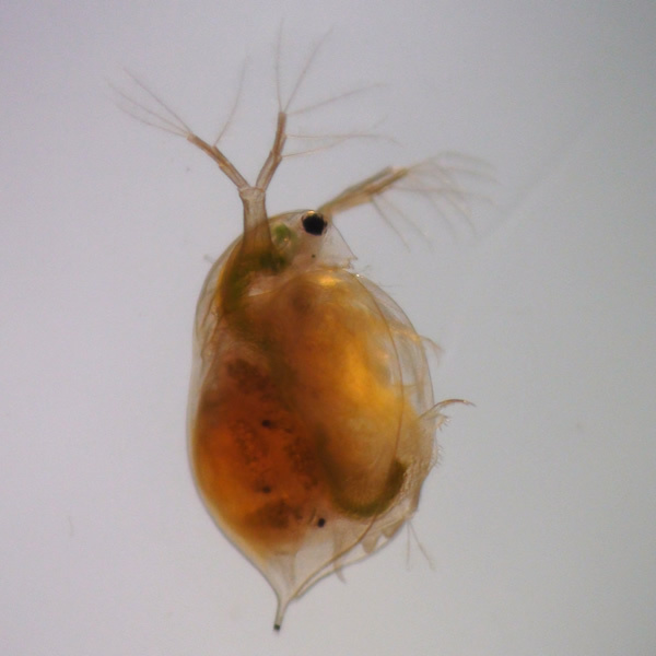 The effect of microplastics on the speed, mortality rate, and swimming patterns of <em>Daphnia Magna</em>