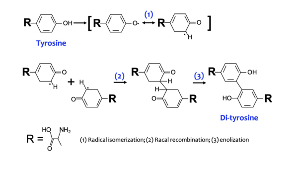 One-step photochemical crosslinking of native proteins is feasible in tyrosine-rich bovine serum albumin