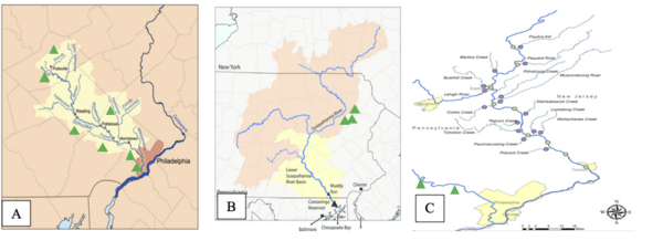 A novel bioreactor system to purify contaminated runoff water