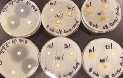 Disk Diffusion Tests Show Ginger to be Ineffective as an Antibacterial Agent
