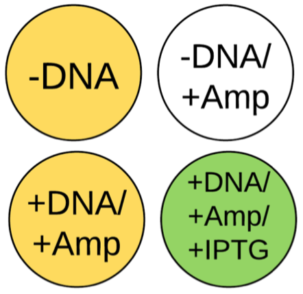 An Aqueous Solution Containing Soluble Substances From PVC Char Has No Effect on the Rate of Transformation in E. coli Cells