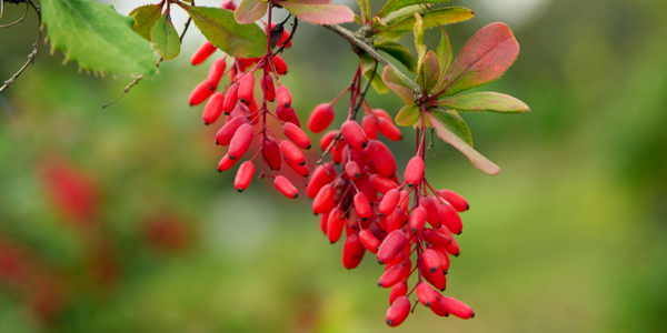 Comparative singlet oxygen photosensitizer efficiency of berberine, rose bengal, and methylene blue by time course nuclear magnetic resonance (NMR) monitoring of a photochemical 4+2 cycloaddition endoperoxide formation