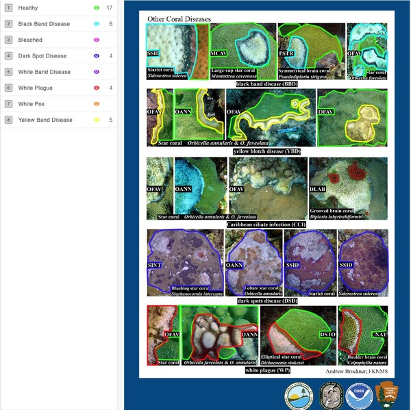 Machine learning on crowd-sourced data to highlight coral disease