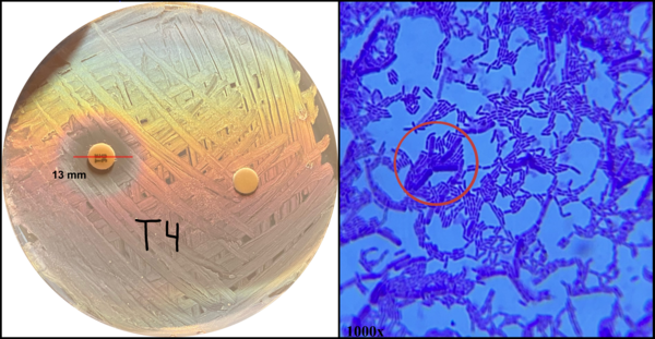 Characterizing the evolution of antibiotic resistance in commercial <em>Lactobacillus</em> strains