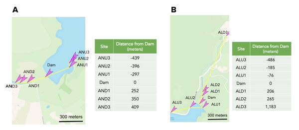 Impact of dams in Santa Clara County on the nitrification of the surrounding ecosystem